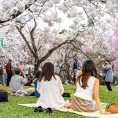 Gợi ý những món ăn nhẹ lành mạnh cho buổi ngắm hoa anh đào